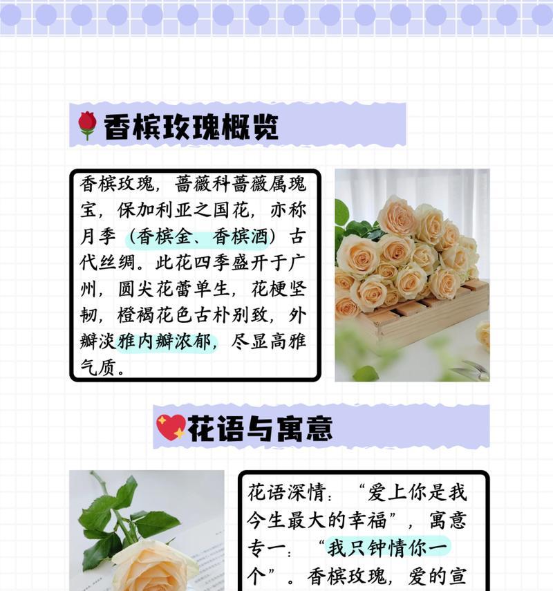 月季花的寓意和花语是什么？