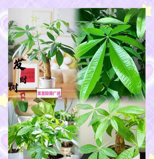 发财树的寓意是什么？它对家居环境有何益处？