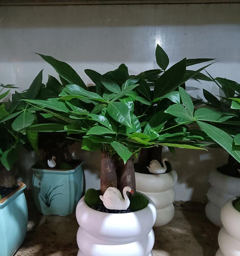 发财树的寓意是什么？它对家居环境有何益处？