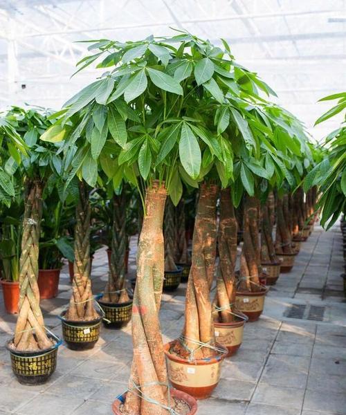 大盆发财树的日常养护和注意事项有哪些？