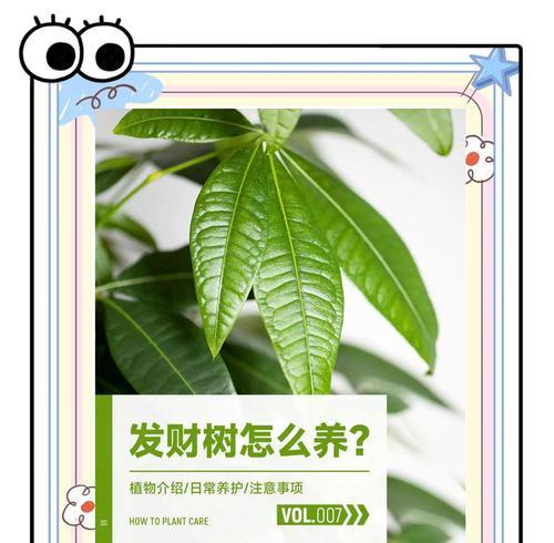 大盆发财树的日常养护和注意事项有哪些？