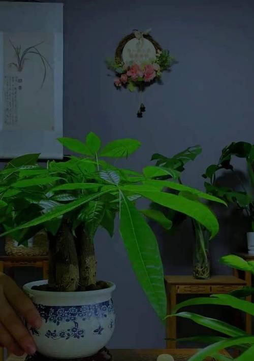 大盆发财树的日常养护和注意事项有哪些？