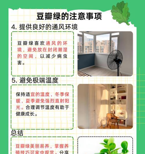 豆瓣绿开花后应该注意哪些养护要点？
