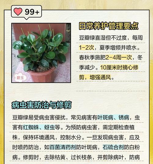 豆瓣绿开花后应该注意哪些养护要点？