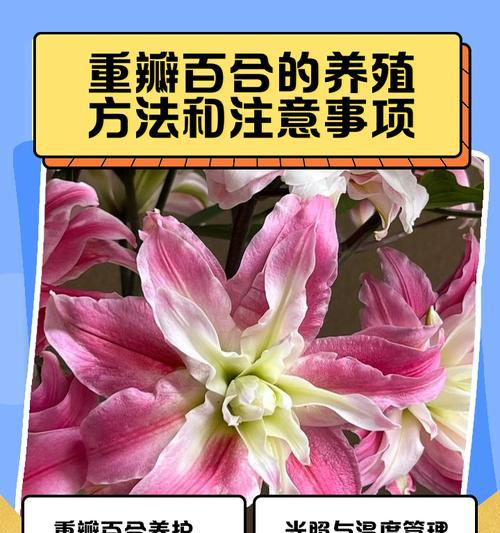 百合花的养护方法是什么？有哪些常见问题？