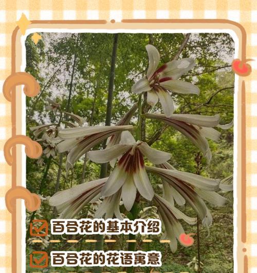 百合花的养护方法是什么？有哪些常见问题？