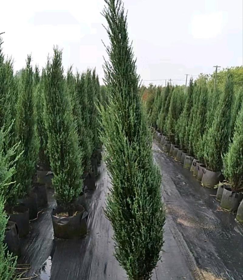 针柏怎么养？针柏的养殖技巧和常见问题解答？