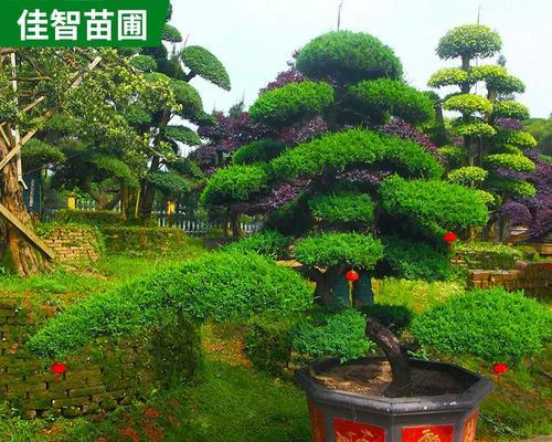 针柏怎么养？针柏的养殖技巧和常见问题解答？
