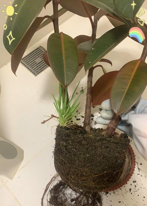 橡皮树种植时选择哪种花盆最合适？