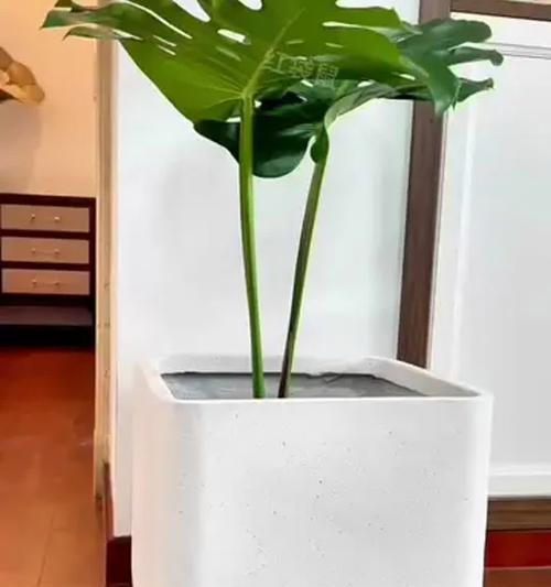 橡皮树种植时选择哪种花盆最合适？