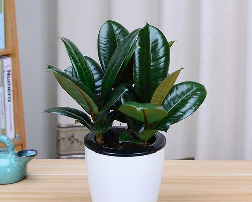 橡皮树种植时选择哪种花盆最合适？