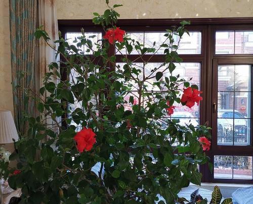 扶桑花需要什么肥料？如何正确施肥促进扶桑花生长？