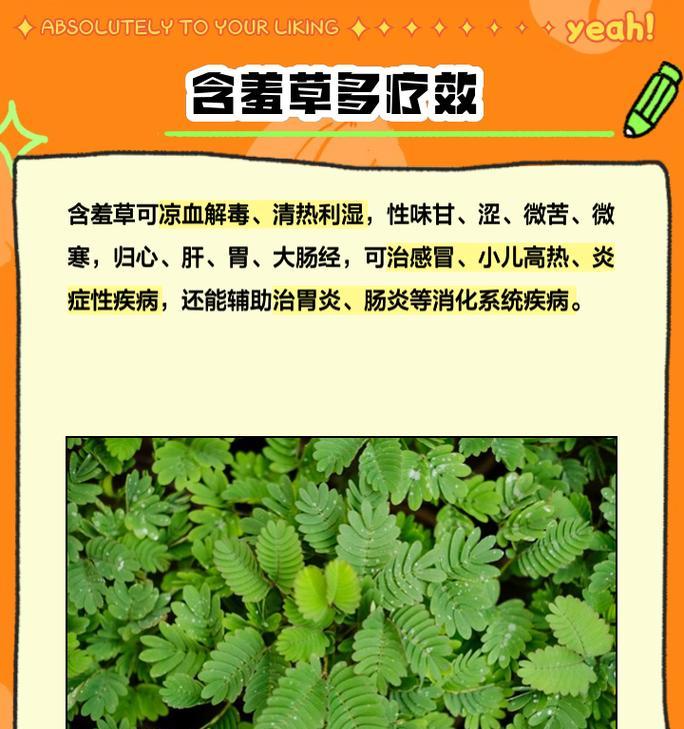 含羞草为什么会“害羞”？它的这种特性是如何形成的？