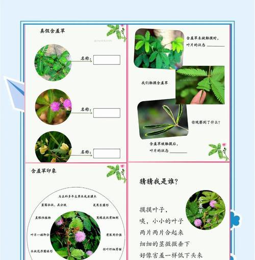 含羞草为什么会“害羞”？它的这种特性是如何形成的？