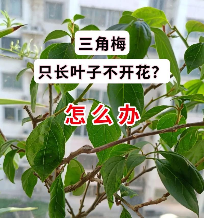 三角花的养护技巧有哪些？怎样保证开花不断？