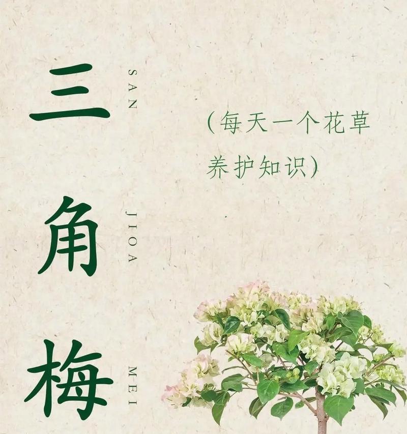 三角花的养护技巧有哪些？怎样保证开花不断？