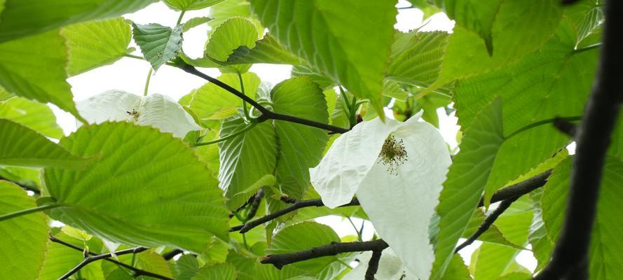 珙桐属于什么类型的植物？