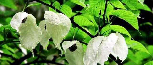 珙桐属于什么类型的植物？