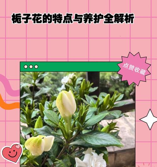 桅子花的养护要点有哪些？如何让桅子花开出更多花朵？