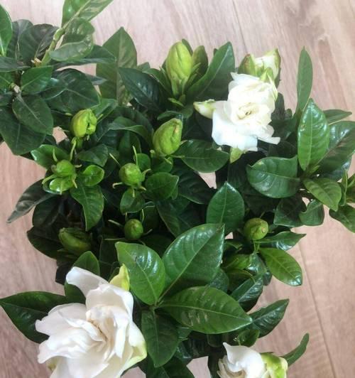 桅子花的养护要点有哪些？如何让桅子花开出更多花朵？