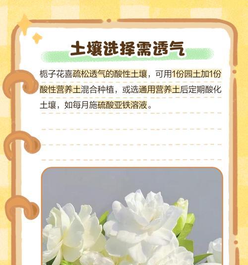桅子花的养护要点有哪些？如何让桅子花开出更多花朵？