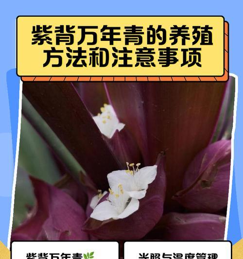 万年青移栽方法？如何确保成活率？