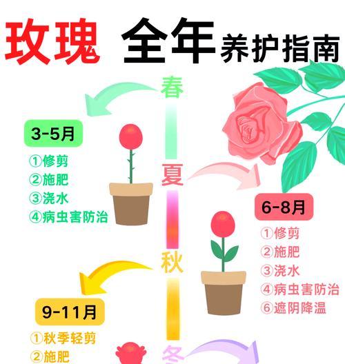 单支玫瑰花的养护要点是什么？