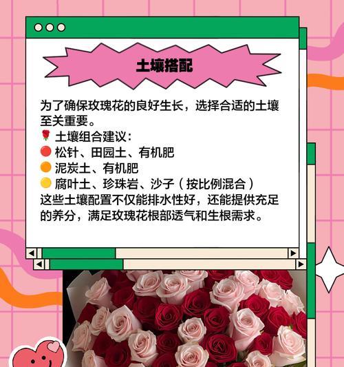 单支玫瑰花的养护要点是什么？