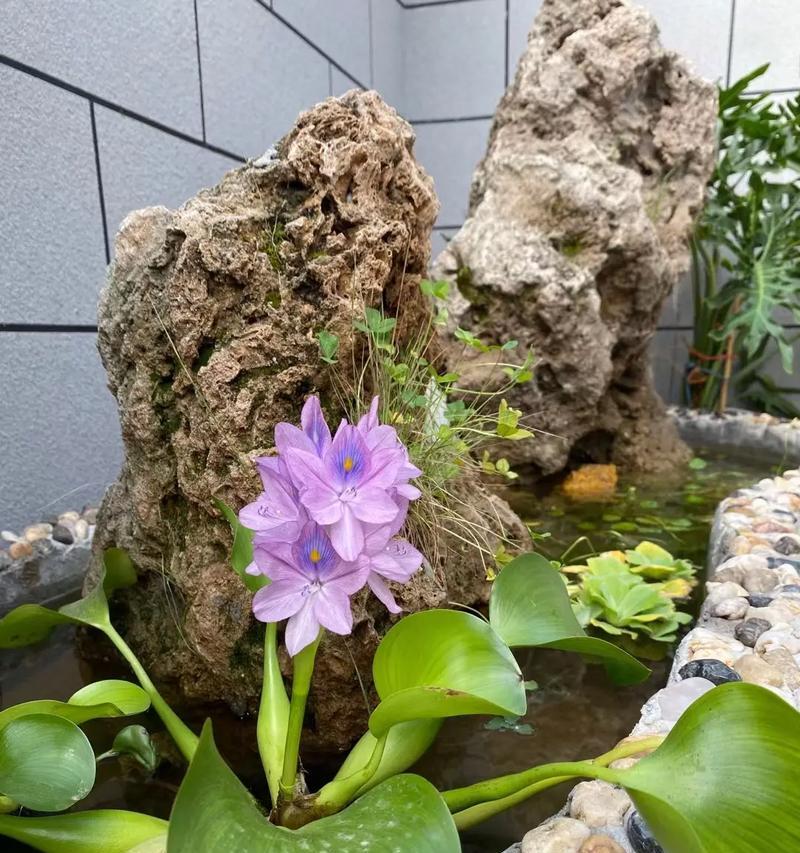 水葫芦冬天怎么养？冬季水葫芦的养护方法是什么？