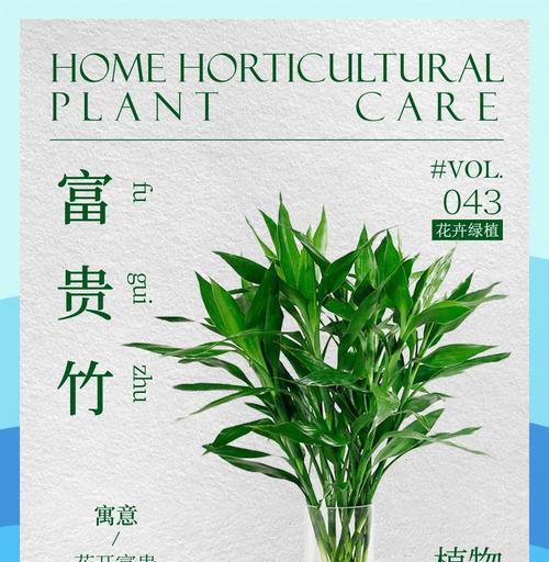养富贵竹怎么养？富贵竹养护的正确方法是什么？