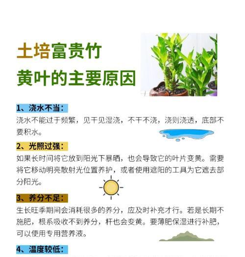 养富贵竹怎么养？富贵竹养护的正确方法是什么？