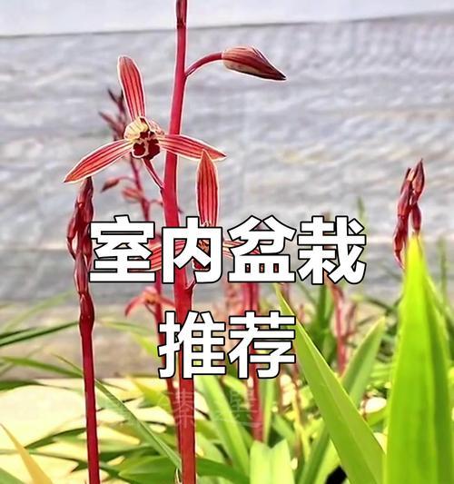 兰花品种如何鉴别？兰花品种鉴别的技巧是什么？
