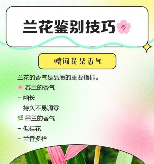 兰花品种如何鉴别？兰花品种鉴别的技巧是什么？