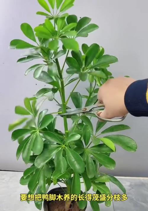 平安树修剪技巧有哪些？如何修剪才能茂盛？