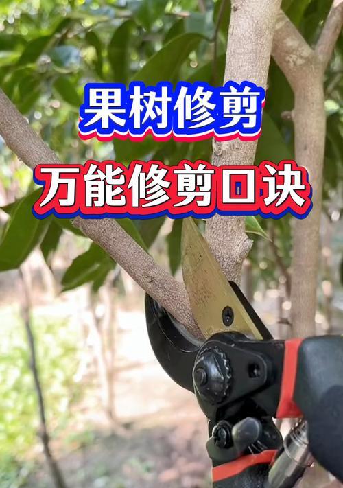 平安树修剪技巧有哪些？如何修剪才能茂盛？