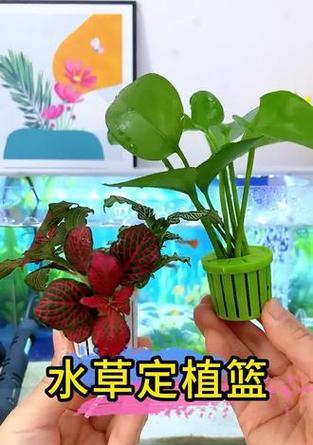 水培植物里养鱼的方法是什么？需要注意哪些问题？
