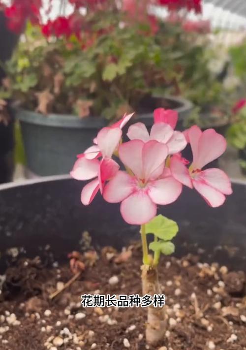 哪些天竺葵品种容易养？它们的养护要点是什么？