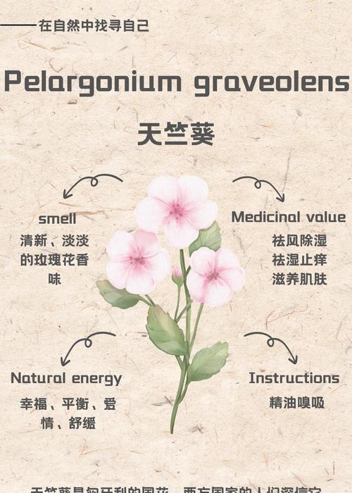 哪些天竺葵品种容易养？它们的养护要点是什么？