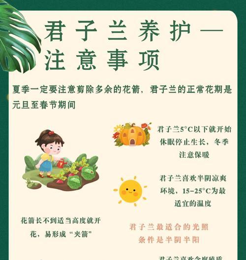 君子兰冬季养护要点是什么？怎样避免冻害？