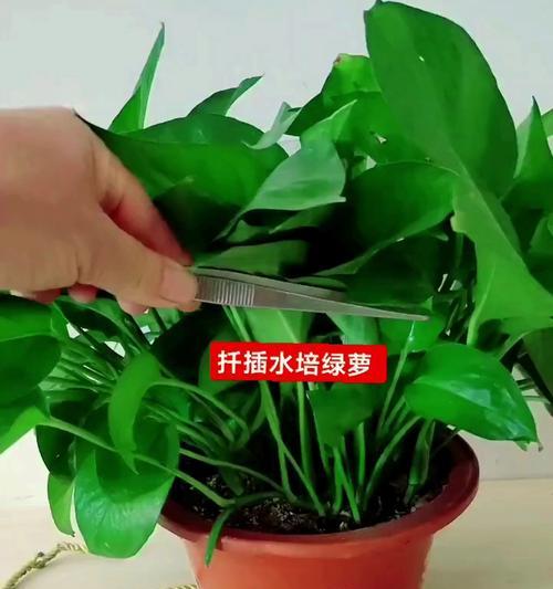 绿萝扦插水培的方法是什么？怎样才能成功水培绿萝？
