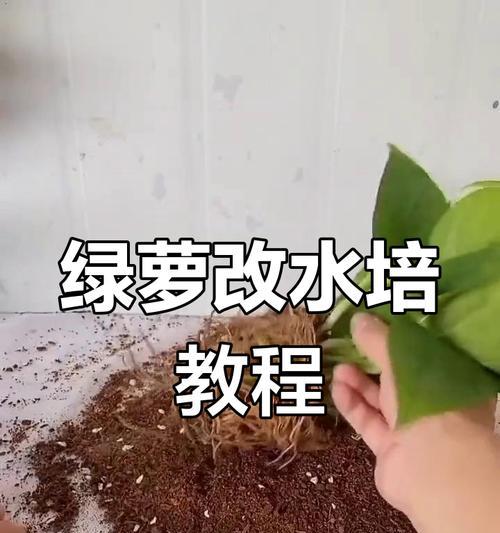 绿萝扦插水培的方法是什么？怎样才能成功水培绿萝？