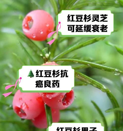 曼地亚红豆杉繁殖的有效方法有哪些？