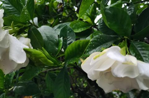 栀子花冬季如何养护？怎样安全过冬？