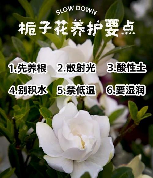 栀子花冬季如何养护？怎样安全过冬？