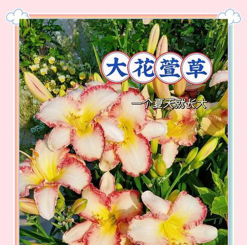 大花萱草的特征和种植要点是什么？