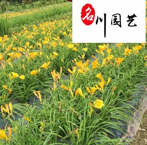 大花萱草的特征和种植要点是什么？