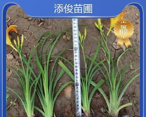 大花萱草的特征和种植要点是什么？