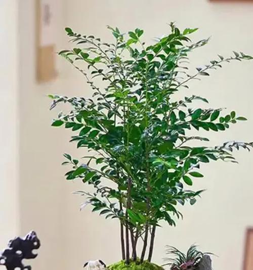 小叶檀盆景的养护方法是什么？怎样才能养好小叶檀盆景？