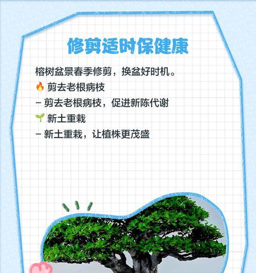 盆栽榕树施肥技巧有哪些？怎样施肥效果最佳？