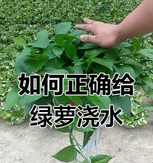 绿萝为什么会黄叶？绿萝黄叶的原因和解决方法是什么？